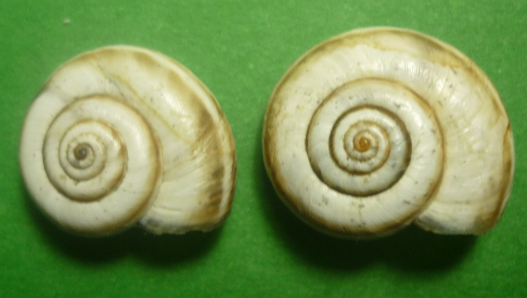 Cernuella neglecta